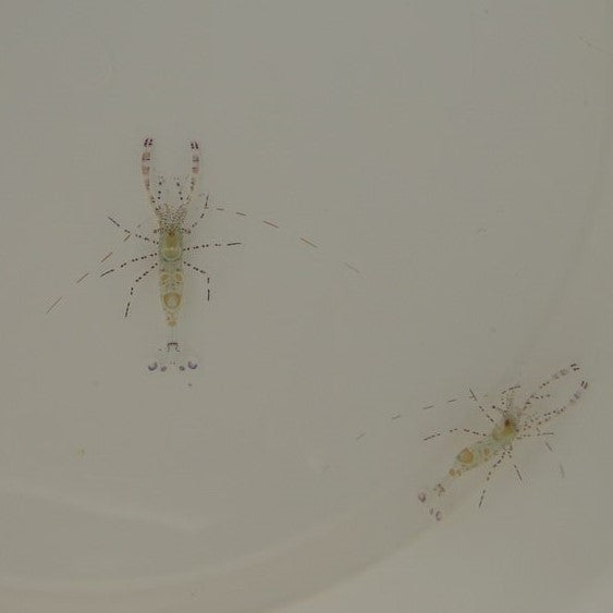 Periclimenes yucatanicus