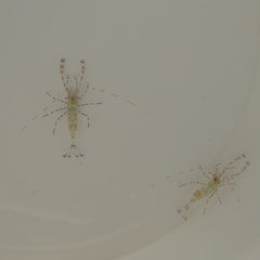 Periclimenes yucatanicus