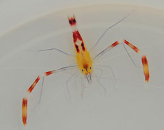 Stenopus cyanoscelis (Pair)