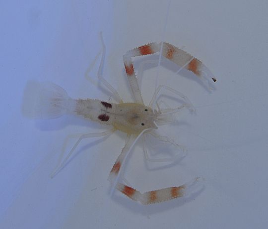 Stenopus devaneyi