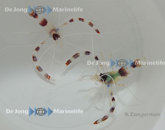 Stenopus hispidus