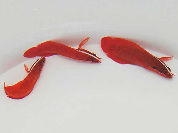 Suttonia lineata