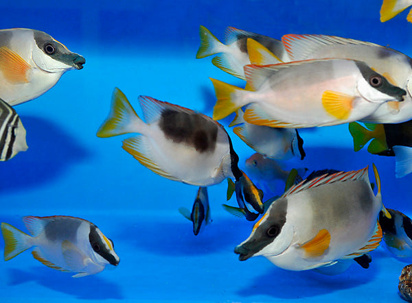 Siganus magnificus