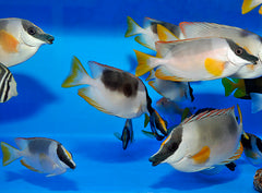 Siganus magnificus