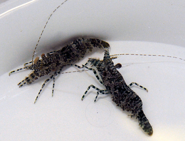 Saron marmoratus (Female)