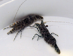 Saron marmoratus (Female)