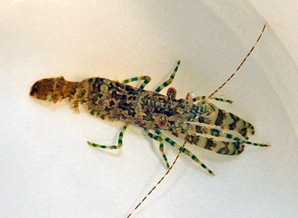 Saron marmoratus (Male)