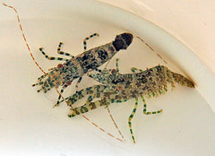 Saron marmoratus (Pair)