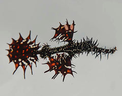 Solenostomus paradoxus