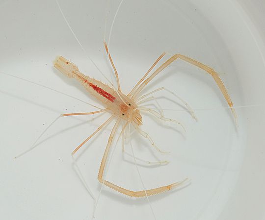 Stenopus pyrsonotus