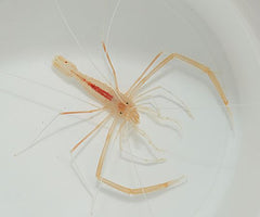 Stenopus pyrsonotus