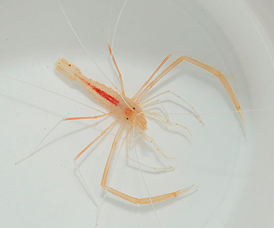 Stenopus pyrsonotus (Pair)