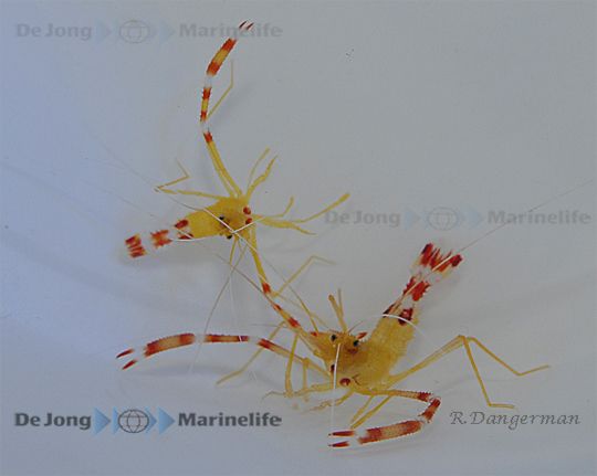 Stenopus scutellatus