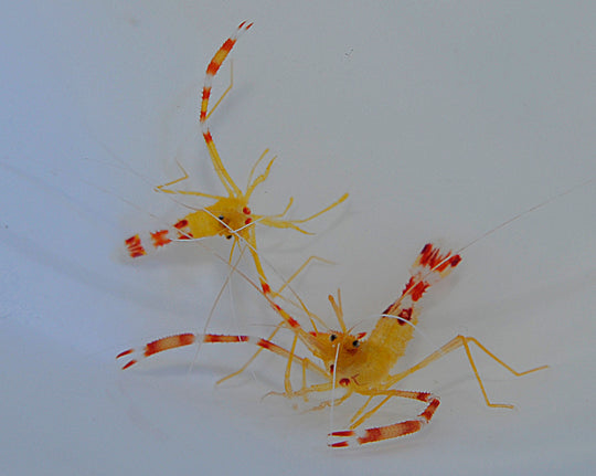 Stenopus scutellatus (Pair)