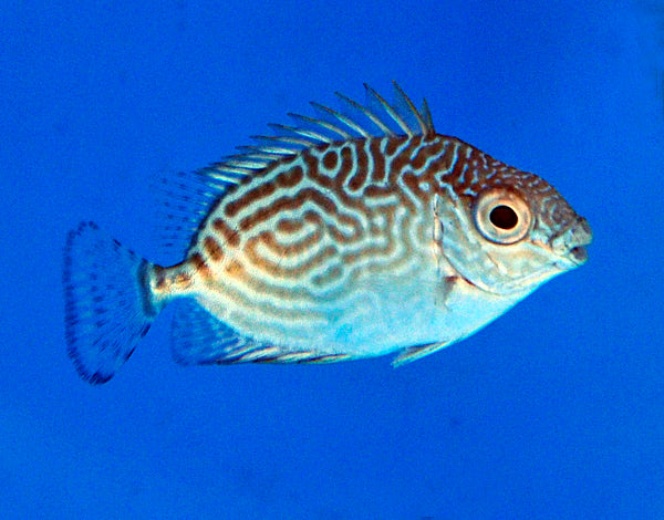Siganus spinus