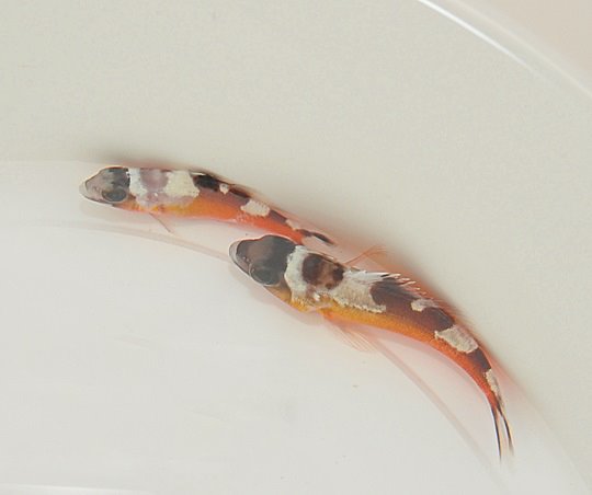 Serranus tabacarius