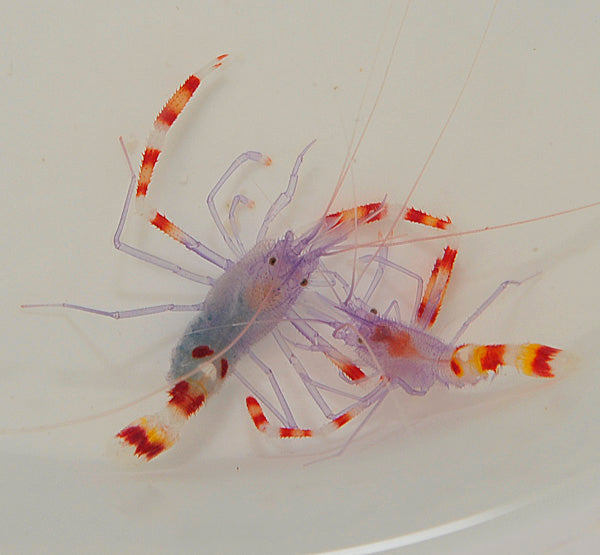 Stenopus tenuirostris (Pair)