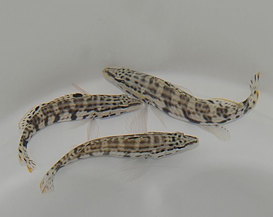 Serranus tigrinus