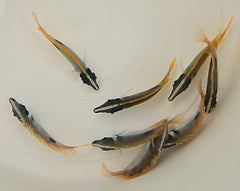 Siganus unimaculatus