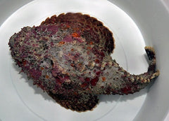 Synanceia verrucosa