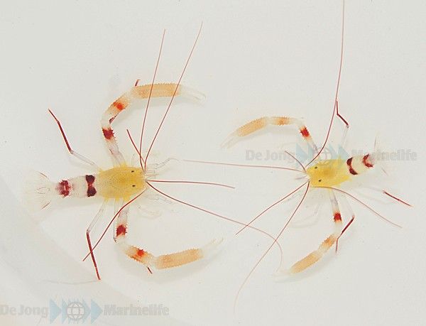 Stenopus zanzibaricus