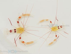 Stenopus zanzibaricus