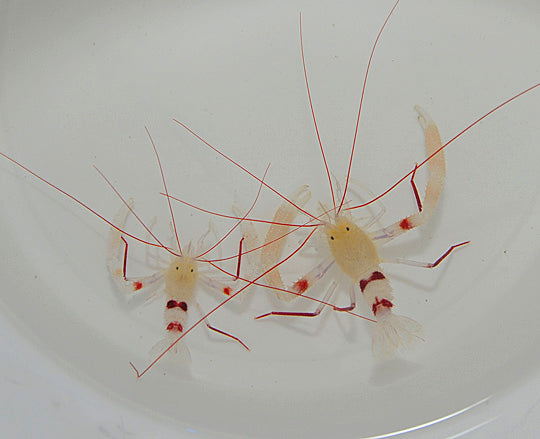 Stenopus zanzibaricus (Pair)