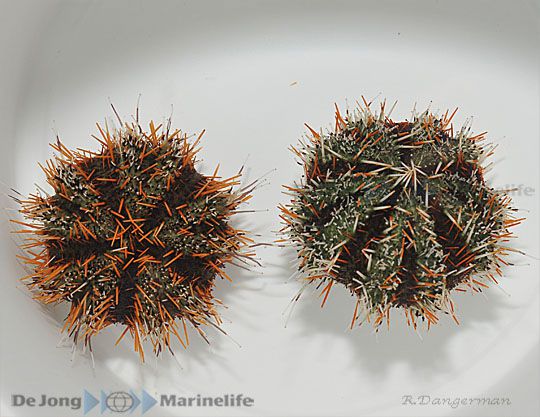Tripneustes gratilla