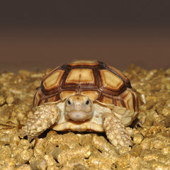 HABISTAT REPTI-TURF