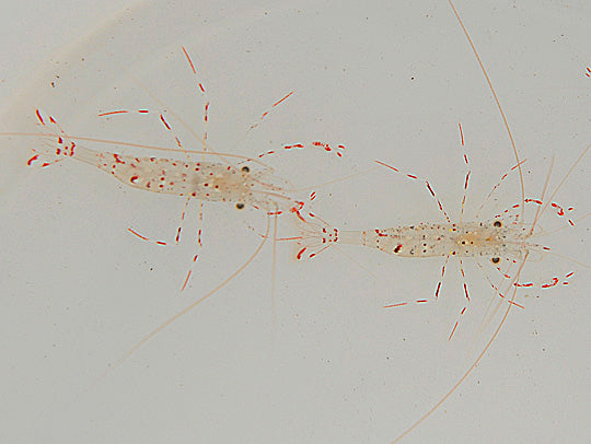 Urocaridella antonbruunii (Pair)