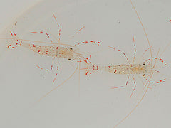Urocaridella antonbruunii (Pair)