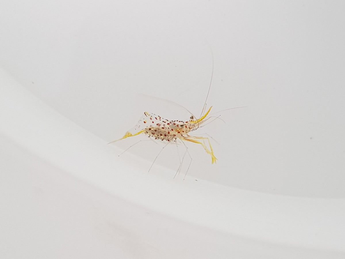 Urocaridella degravei