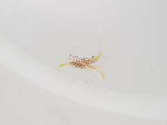 Urocaridella degravei