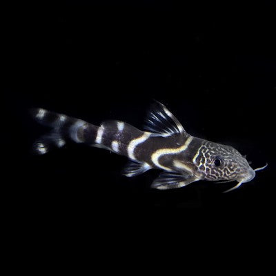 Synodontis albolineatus   Rugzwemmer M @