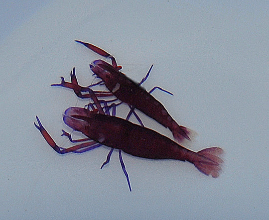 Zenopontonia rex