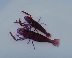 Zenopontonia rex
