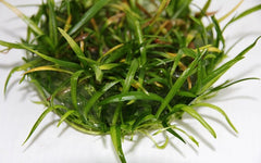 Sagittaria subulata in cup 100 cc.