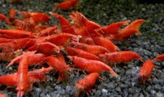 Neocaridina sp.   Red sakura garnaal