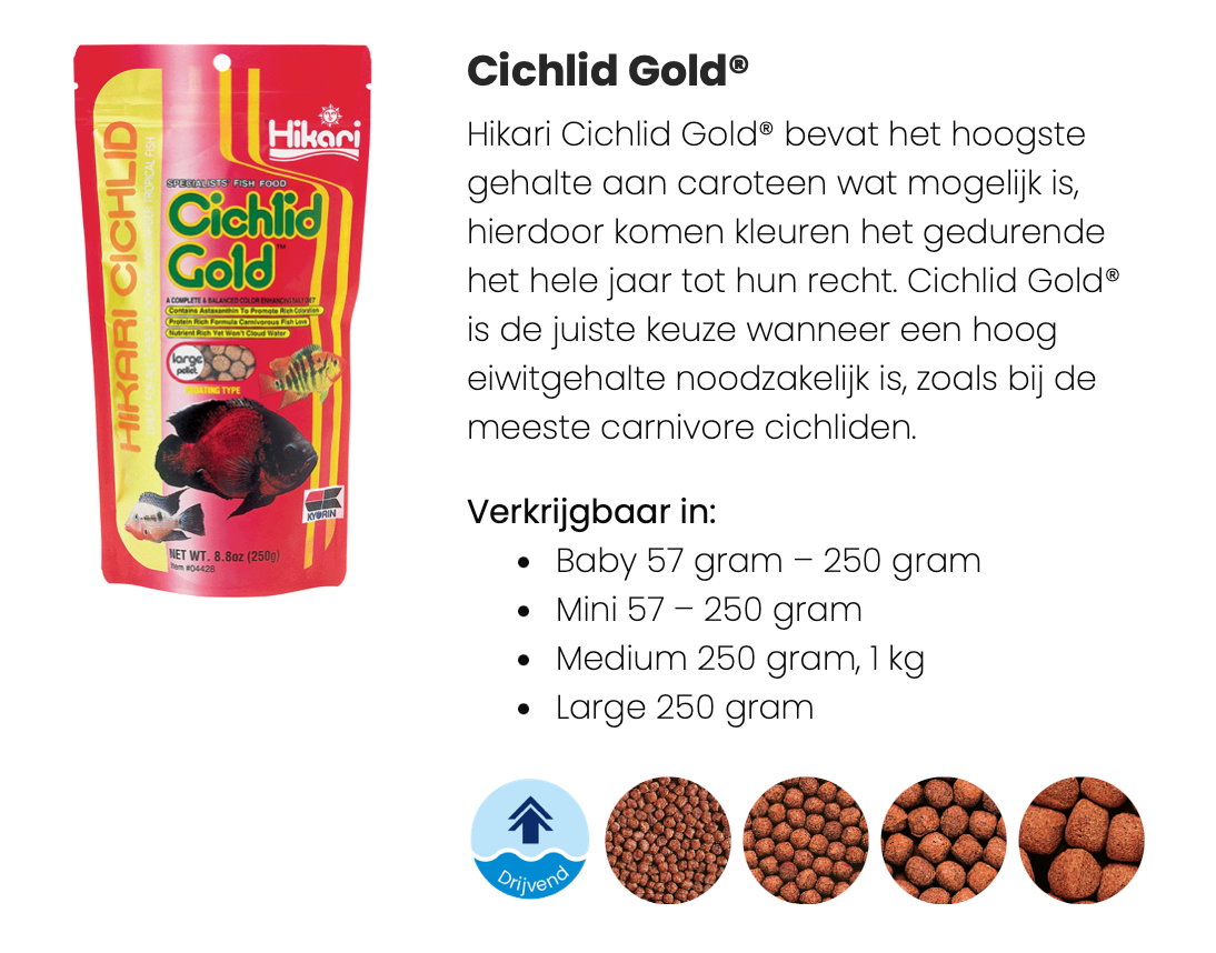 Hikari Cichlid Gold
