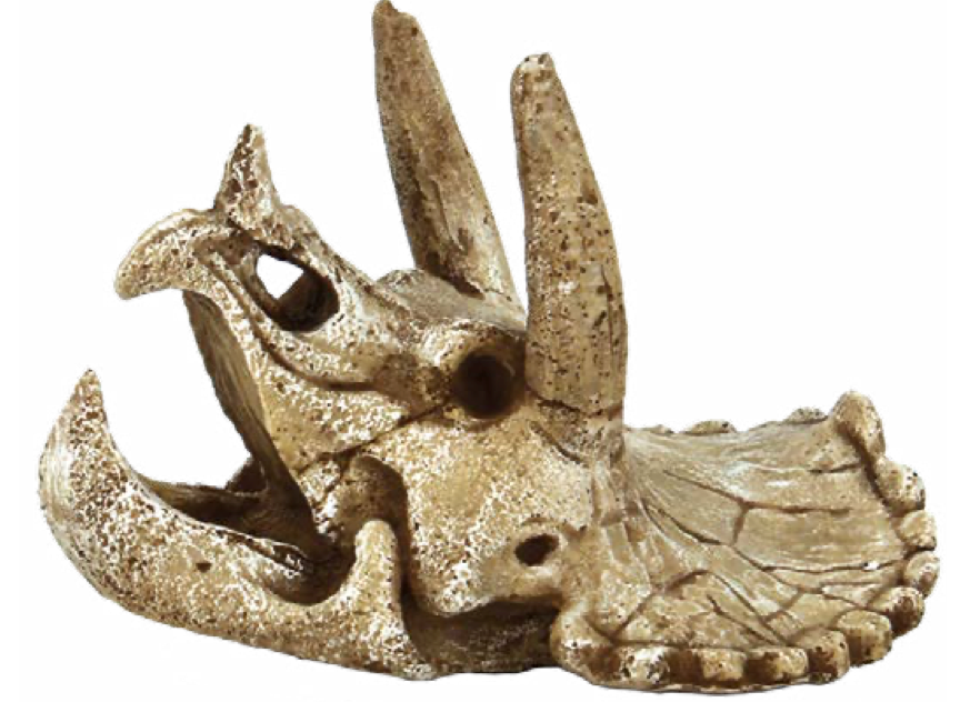 Superfish skull
