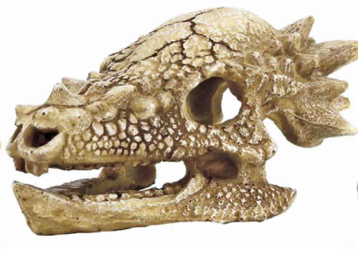 Superfish skull