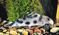 Synodontis decorus Rugzwemmer M