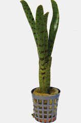 PT-NEOREGELIA PUCTATISSIMA