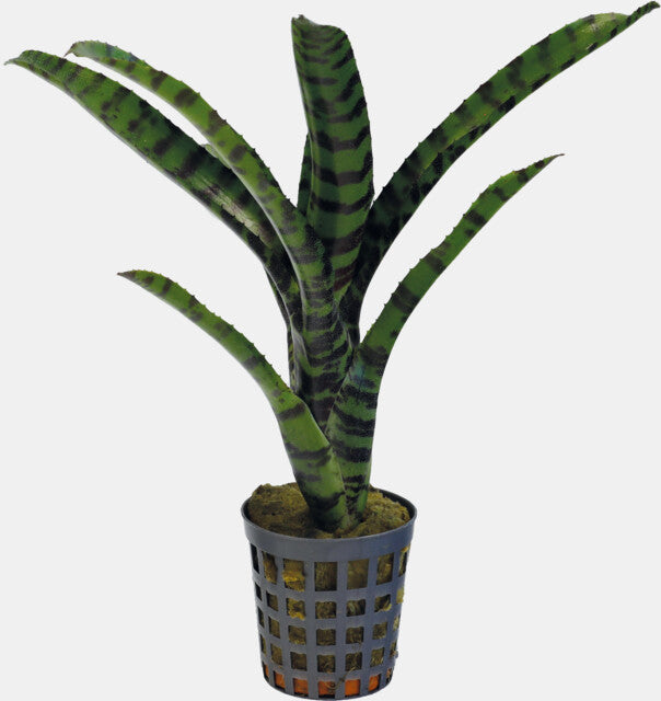 PT-NEOREGELIA RUBRIFOLIA 2