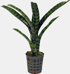 PT-NEOREGELIA RUBRIFOLIA 2