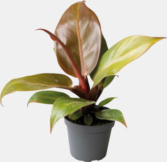 PT-PHILODENDRON CHERRY RED
