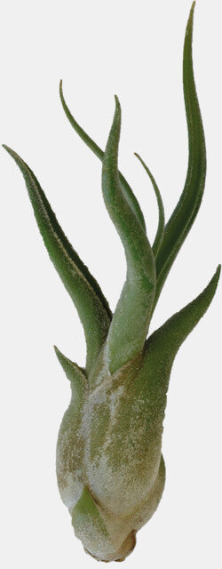 PT-TILLANSIA CAPUT MEDUSAE