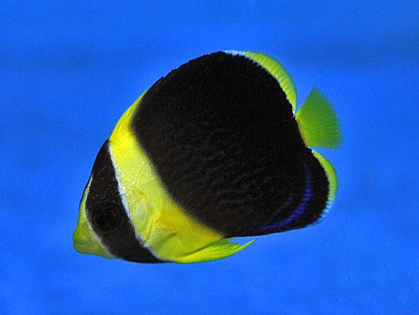 Chaetodontoplus duboulayi - T.B.
