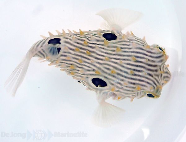 Chilomycterus schoepfii