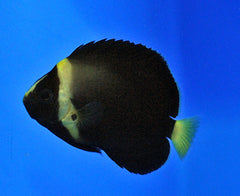 Chaetodontoplus spp. (Black Phantom) - T.B.